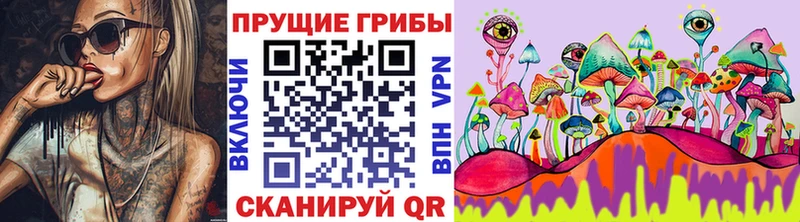 Купить где  Тосно  Псилоцибиновые грибы Psilocybine cubensis 